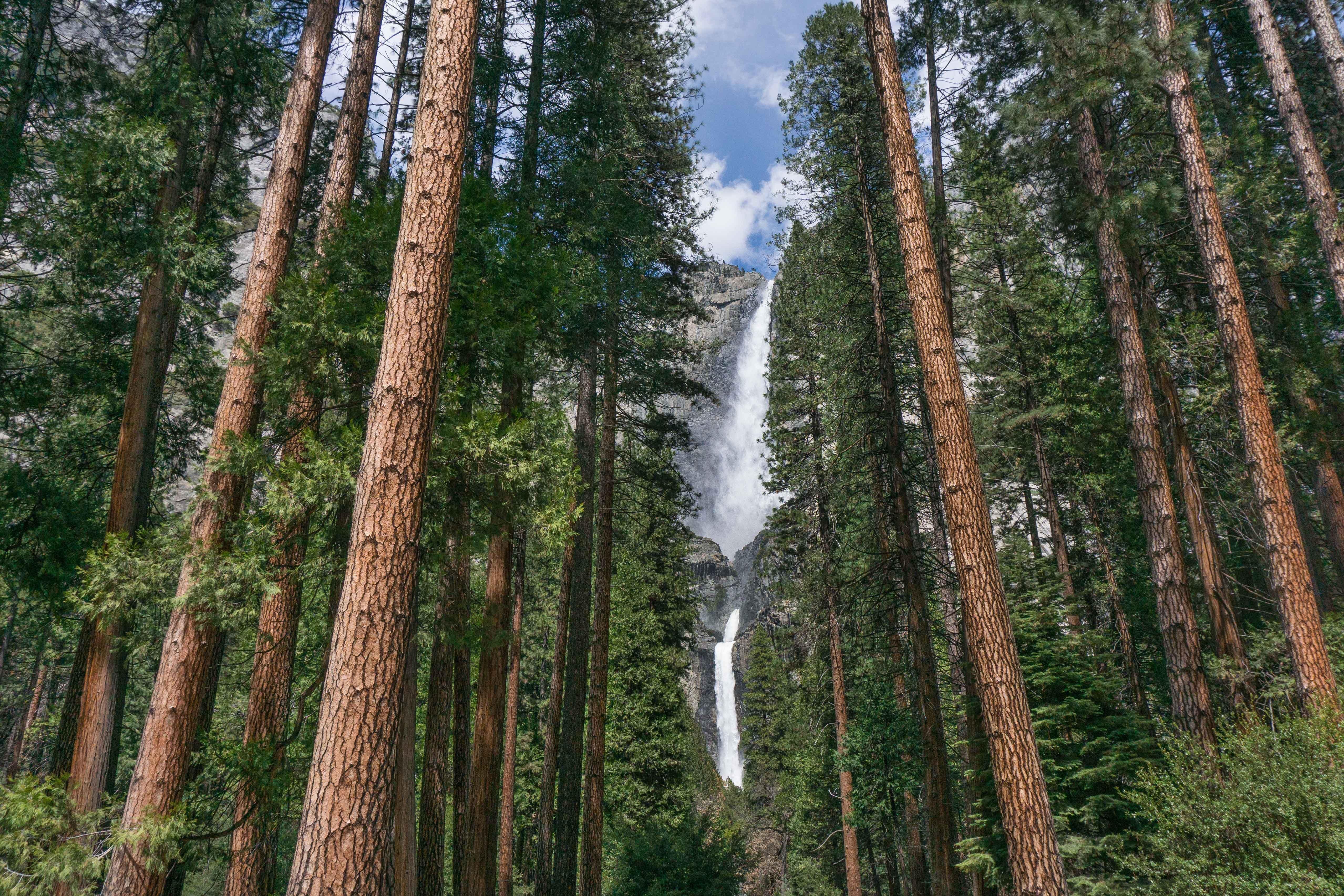 Holiday Inn Express & Suites Oakhurst-Yosemite Park Area By Ihg Zewnętrze zdjęcie